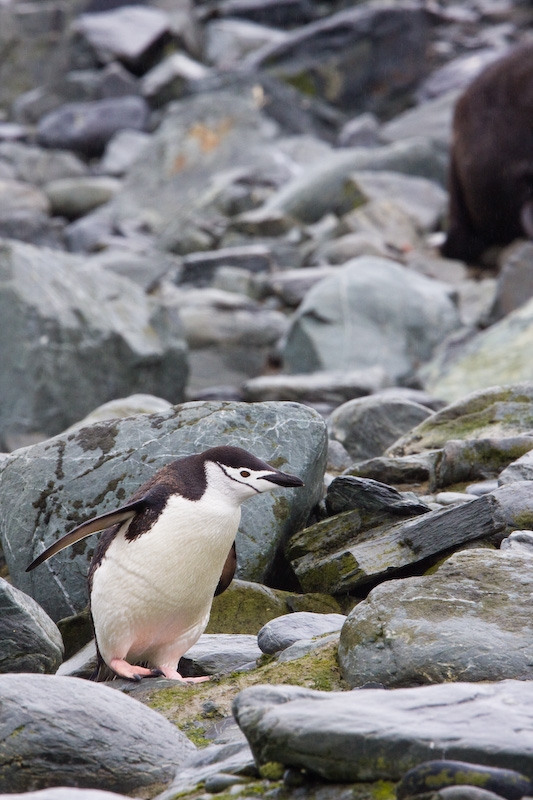 Chinstrap Penguin